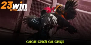 Cách Chơi Gà Chọi Và Những Ưu Điểm Thú Vị Bạn Nên Biết