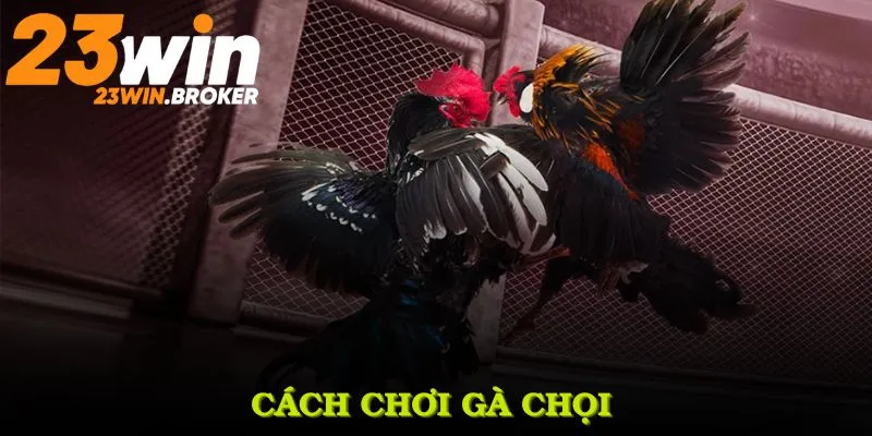 Cách Chơi Gà Chọi Và Những Ưu Điểm Thú Vị Bạn Nên Biết