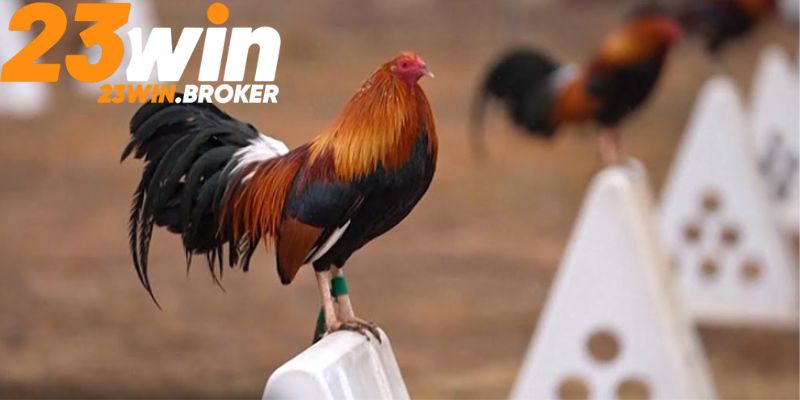 Các phương pháp giúp gà có khả năng chinh chiến đỉnh cao