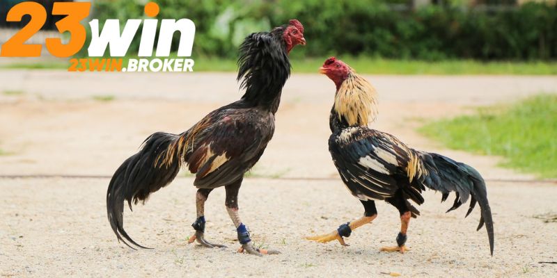 Môi trường sống tốt sẽ giúp gà có khả năng phát triển mạnh mẽ