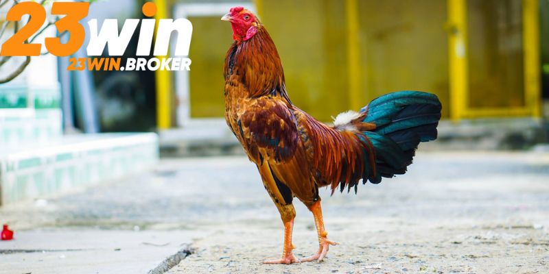Cần bổ sung thực phẩm theo tiêu chuẩn để gà phát triển mạnh mẽ