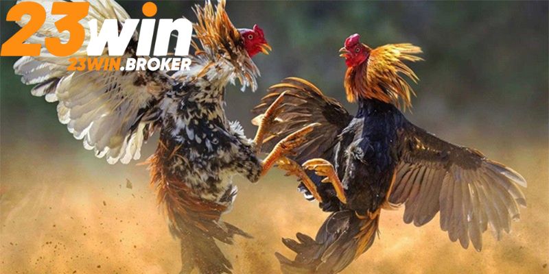 Cách Nuôi Gà Đá Cực Chuẩn Chỉ Từ Các Kê Thủ Lâu Năm