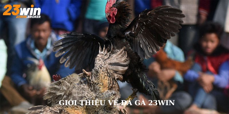 Giới thiệu sơ lược về đá gà 23Win