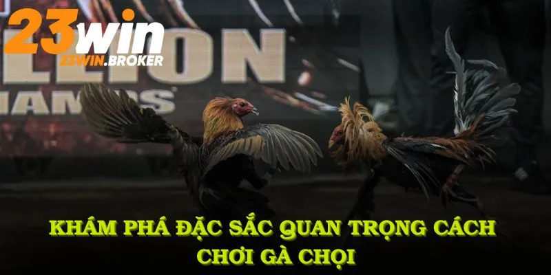 Khám phá nhiều đặc sắc quan trọng cách chơi gà chọi