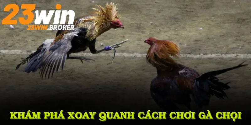Khám phá xoay quanh cách chơi gà chọi