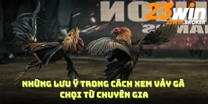 Những lưu ý trong Cách xem vảy gà chọi từ chuyên gia