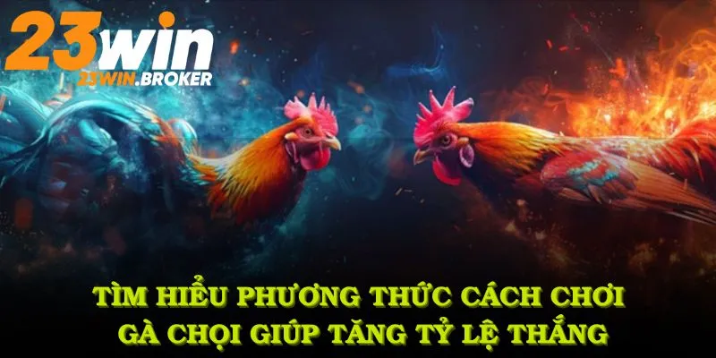 Tìm hiểu loạt phương thức cách chơi gà chọi giúp bạn tăng tỷ lệ thắng
